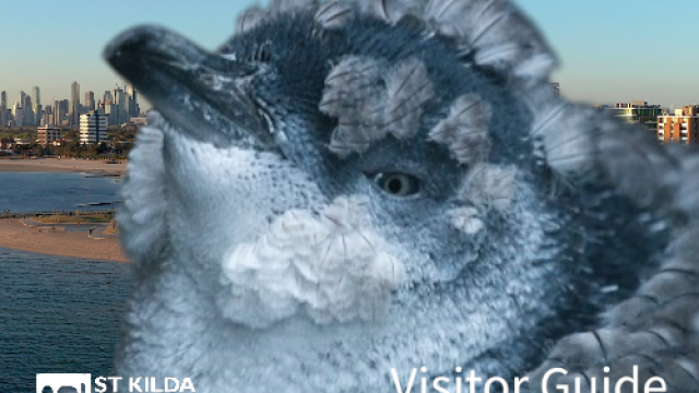St Kilda Penguin Visitors Guide